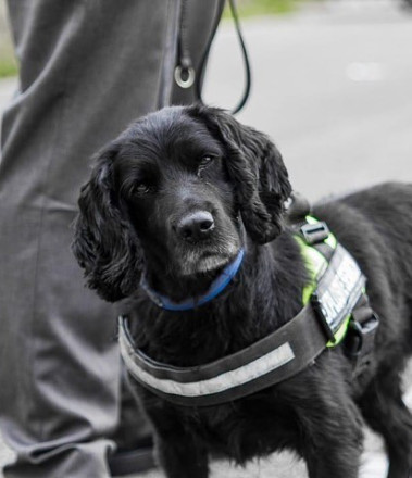 NASDU and BIPDT Certified Dog Handlers at Supreme Protection