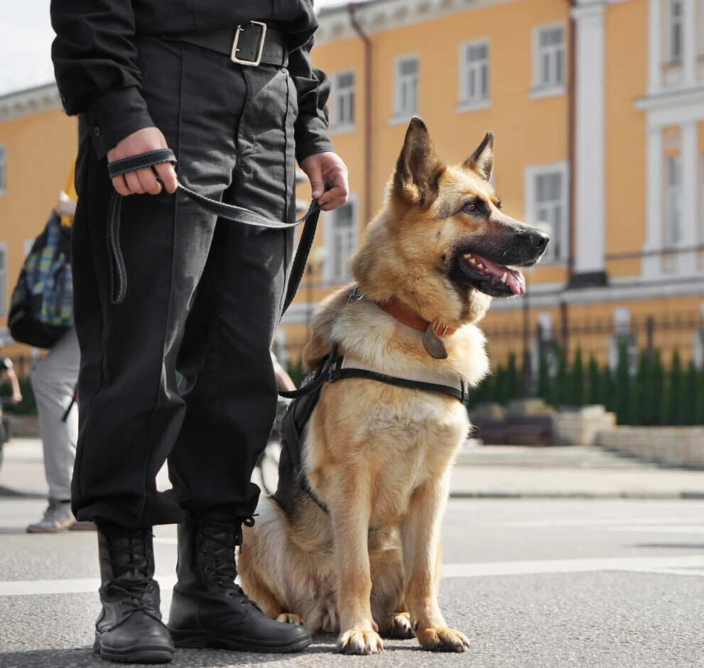 Supreme Protection's Guard and Canine Services in London