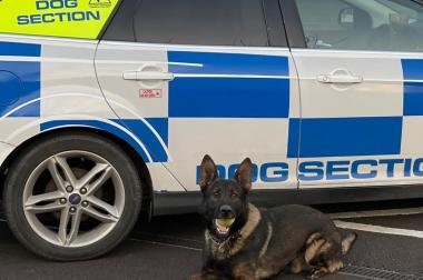 Security and Detection Dogs for Public Safety