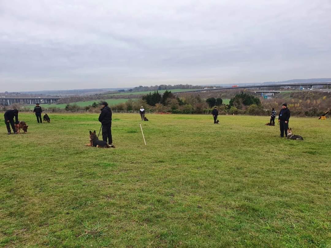 Security Dog Services for Explosive Detection by Supreme Protection