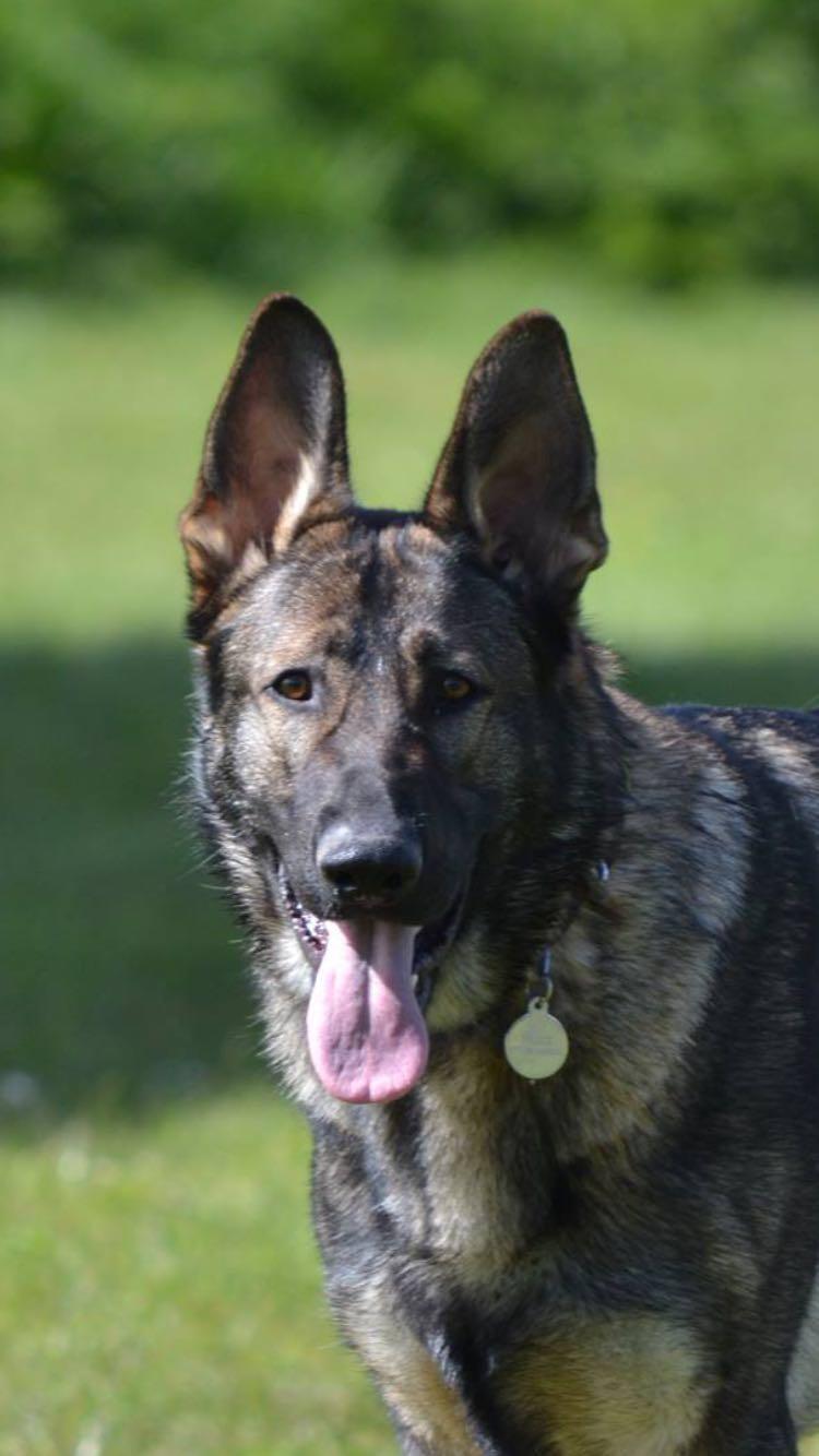 Supreme Protection's Canine Security Team in London, UK