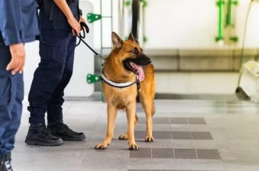 Benefits of Dog Handler Security Experienced Security Guards from Supreme Protection UK