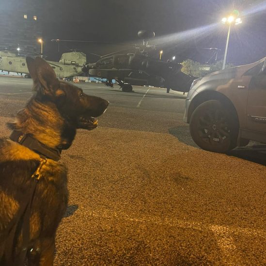 Explosives Detection Dogs Photo
