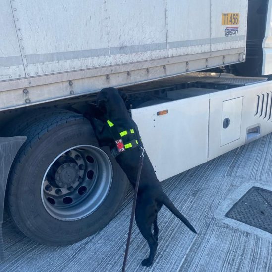 Explosives Detection Dogs