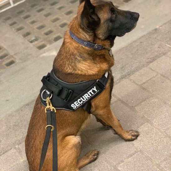 General Purpose Security Dogs