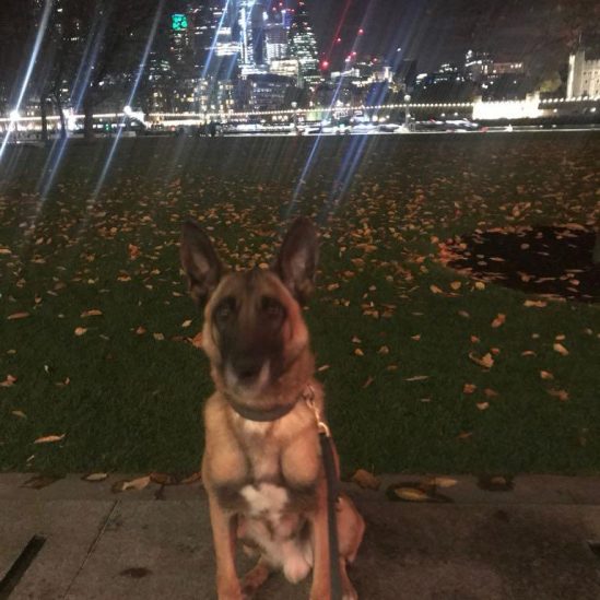 Residential Security and Mobile Dog Units